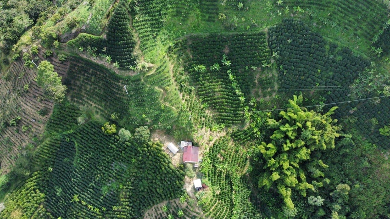 Aerial view of the origin coffee farm